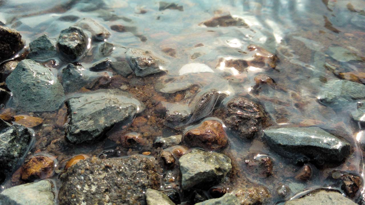 mobiistarprimexplus1 mobiistarprimexplus1