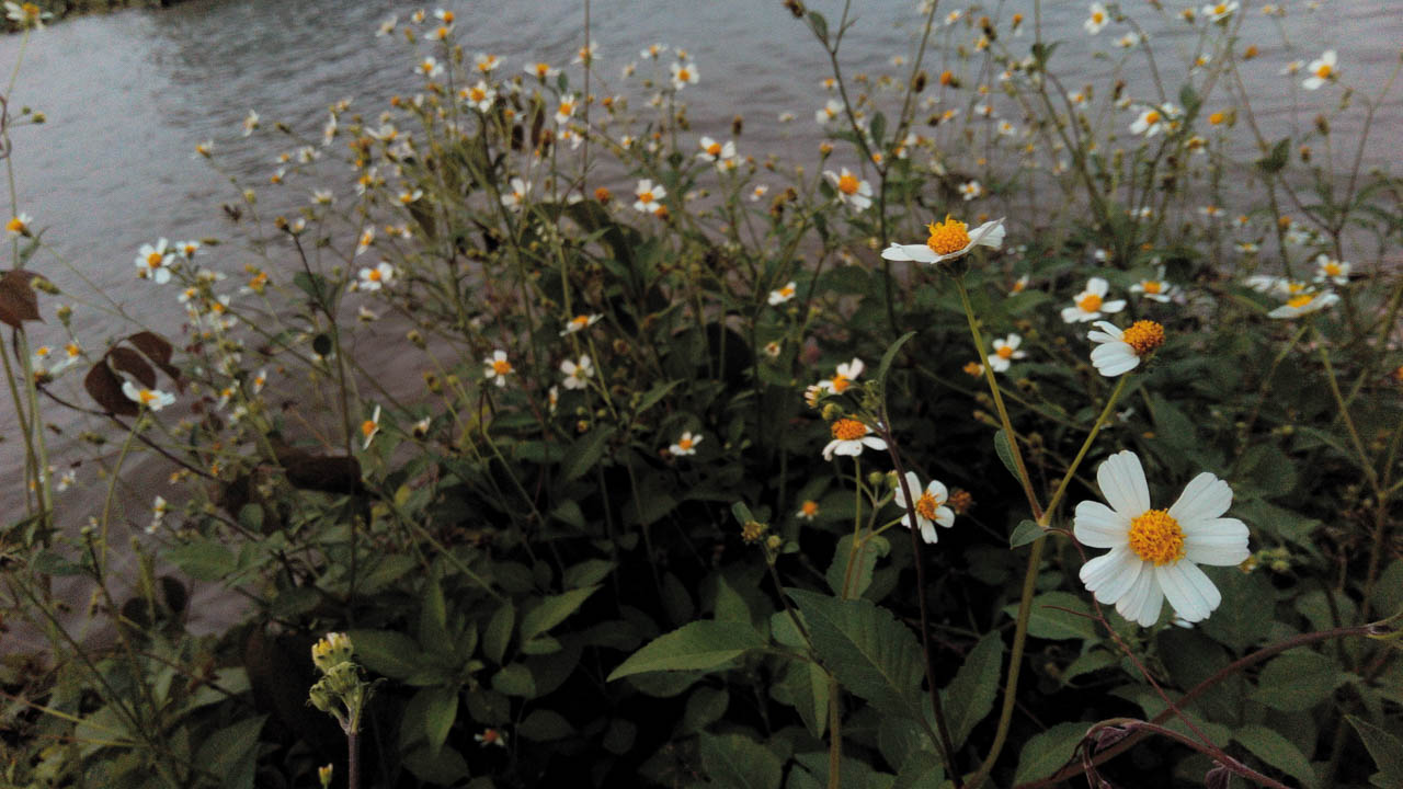 mobiistarprimexplus20 mobiistarprimexplus20