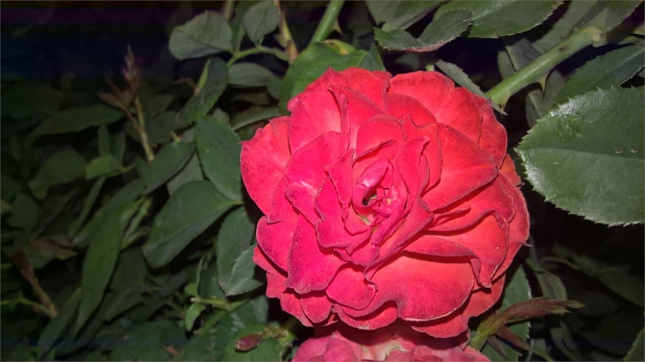 anh-chup-voi-den-flash-lumia-550 anh-chup-voi-den-flash-lumia-550