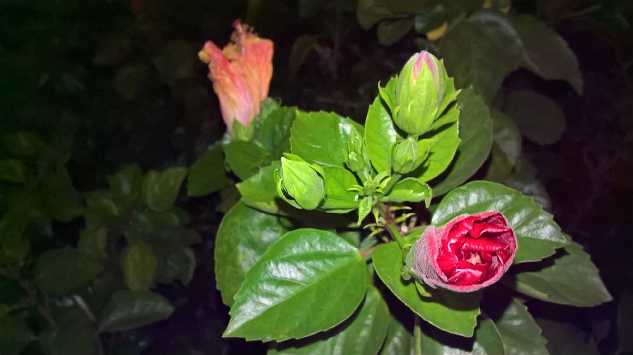 anh-chup-voi-den-flash-lumia-550 anh-chup-voi-den-flash-lumia-550