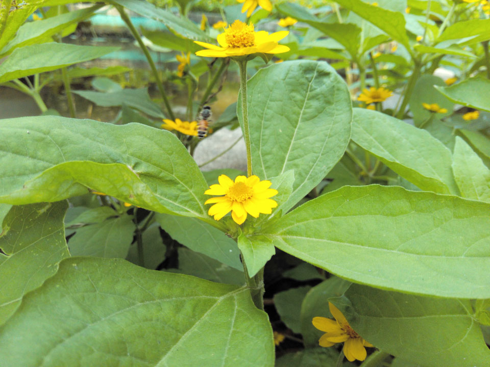 anh-chup-tu-prime-x-plus anh-chup-tu-prime-x-plus