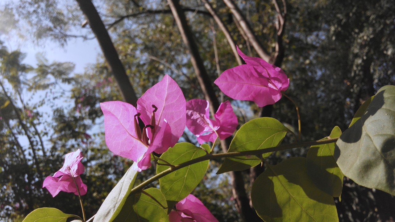 Ảnh chụp cận cảnh Ảnh chụp cận cảnh