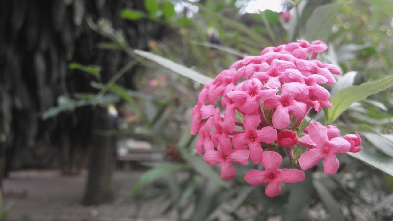 Ảnh chụp cận cảnh Ảnh chụp cận cảnh