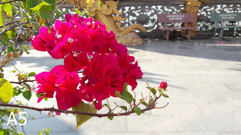 So sánh camera Samsung A5 (2016), Sony M5, OPPO R7s 39 So sánh camera Samsung A5 (2016), Sony M5, OPPO R7s 39