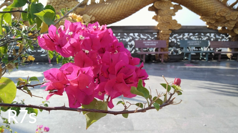 So sánh camera Samsung A5 (2016), Sony M5, OPPO R7s 41 So sánh camera Samsung A5 (2016), Sony M5, OPPO R7s 41