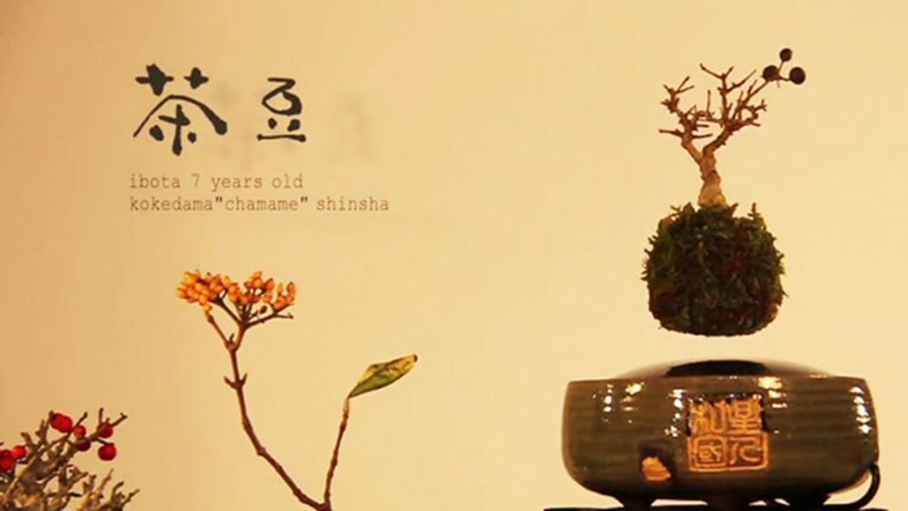 [Độc&lạ] Ý tưởng chậu cây bay trang trí Tết nay đã thành hiện thực!