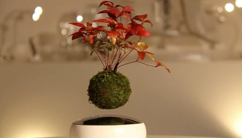 Một chậu bonsai bay thì còn gì bằng!