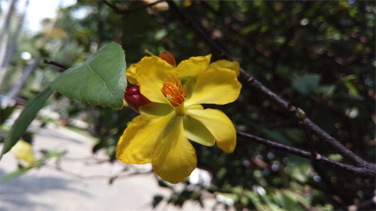 ảnh chụp HTC One E9 dual 