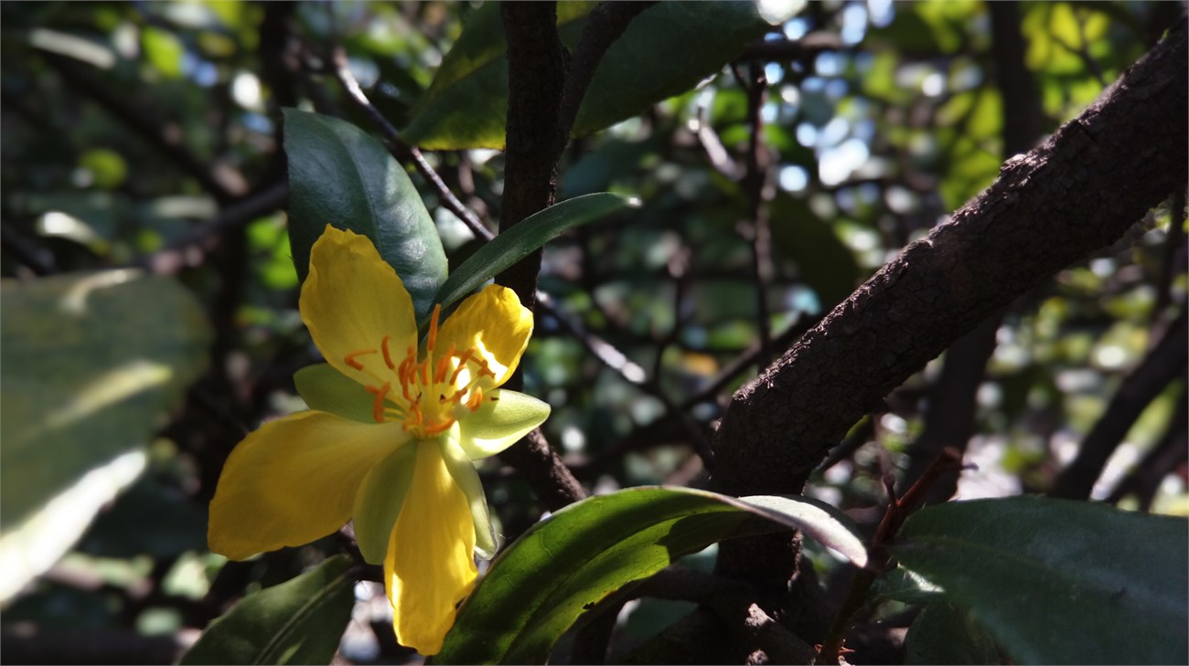 ảnh chụp HTC One E9 dual 