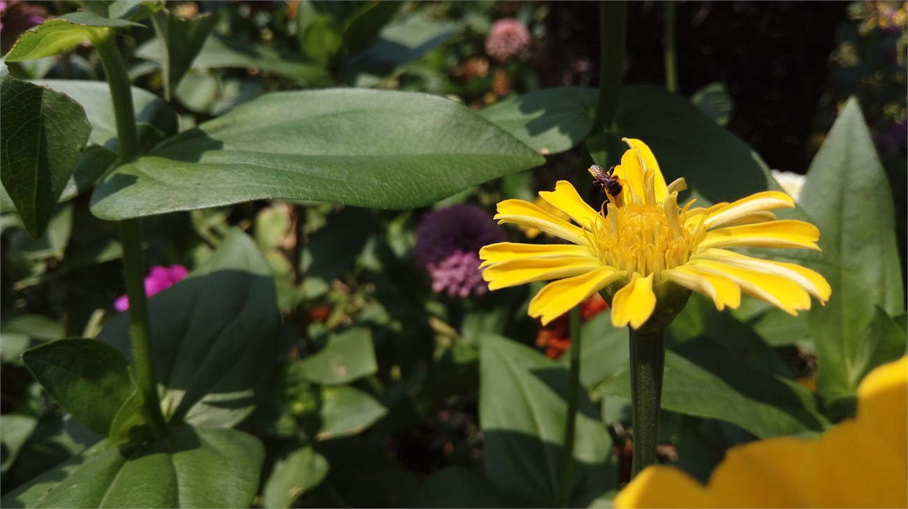 ảnh chụp HTC One E9 dual 