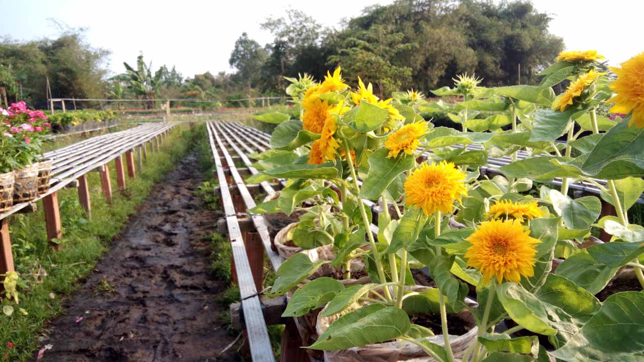 mobiistarprimexgrandcamera6