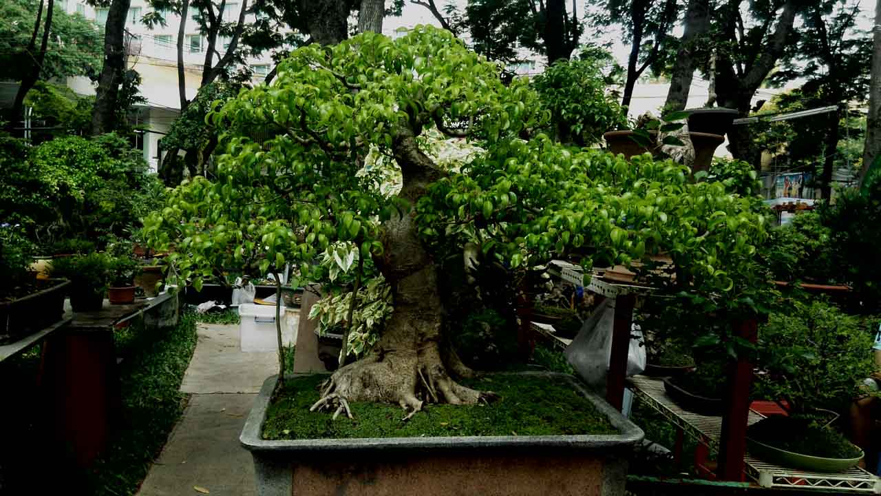 danh-gia-mobiistar-lai-yuna