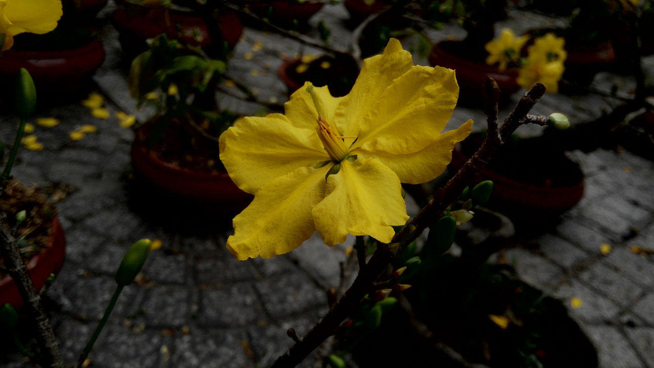 danh-gia-mobiistar-lai-yuna