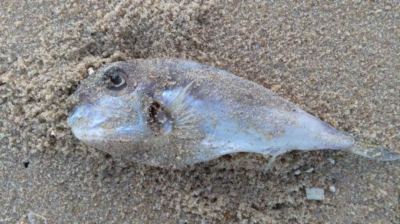 anhchuptuhuaweigr522