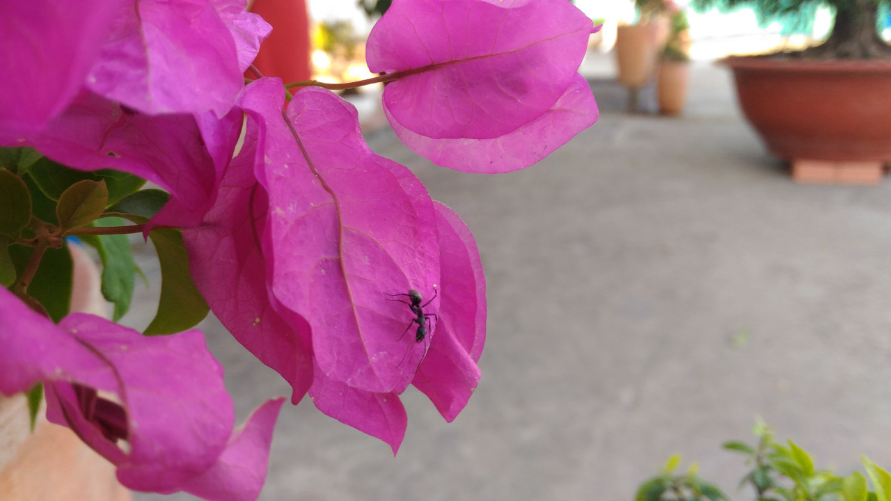 camera-asus-zenfone-max