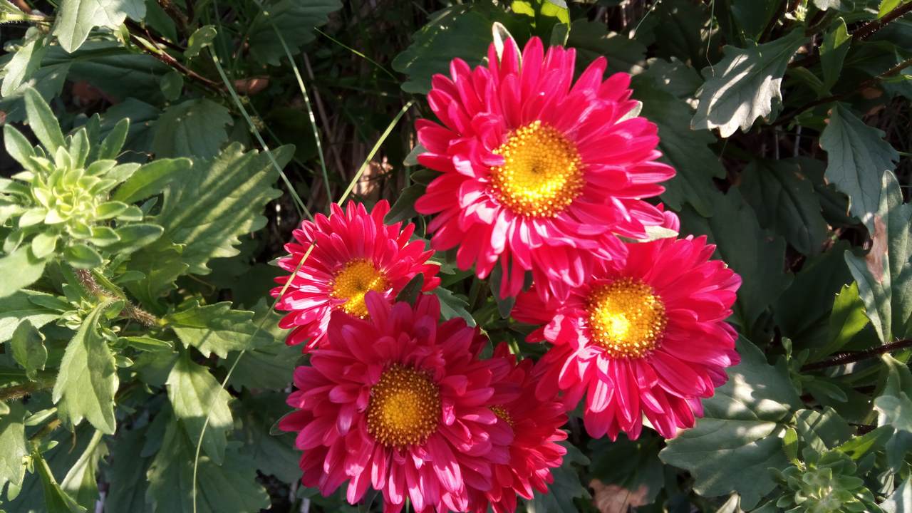 anhchuptumbsxgrand14copy anhchuptumbsxgrand14copy