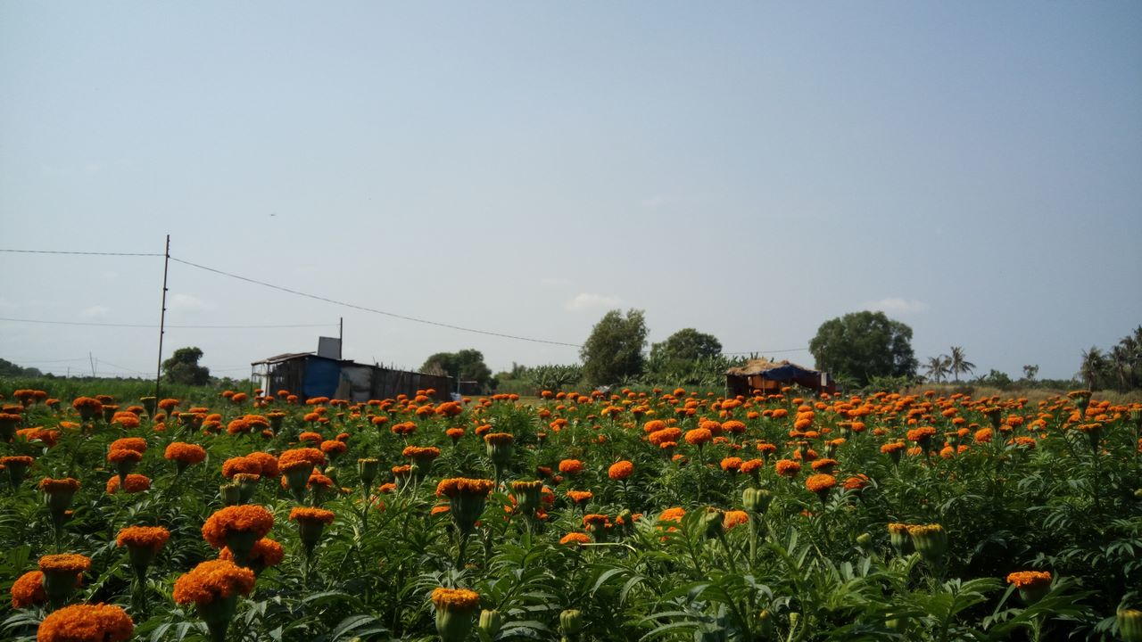 anhchuptumbsxgrand6copy anhchuptumbsxgrand6copy