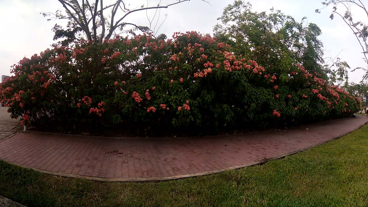 Ảnh chụp bằng S398 Ảnh chụp bằng S398