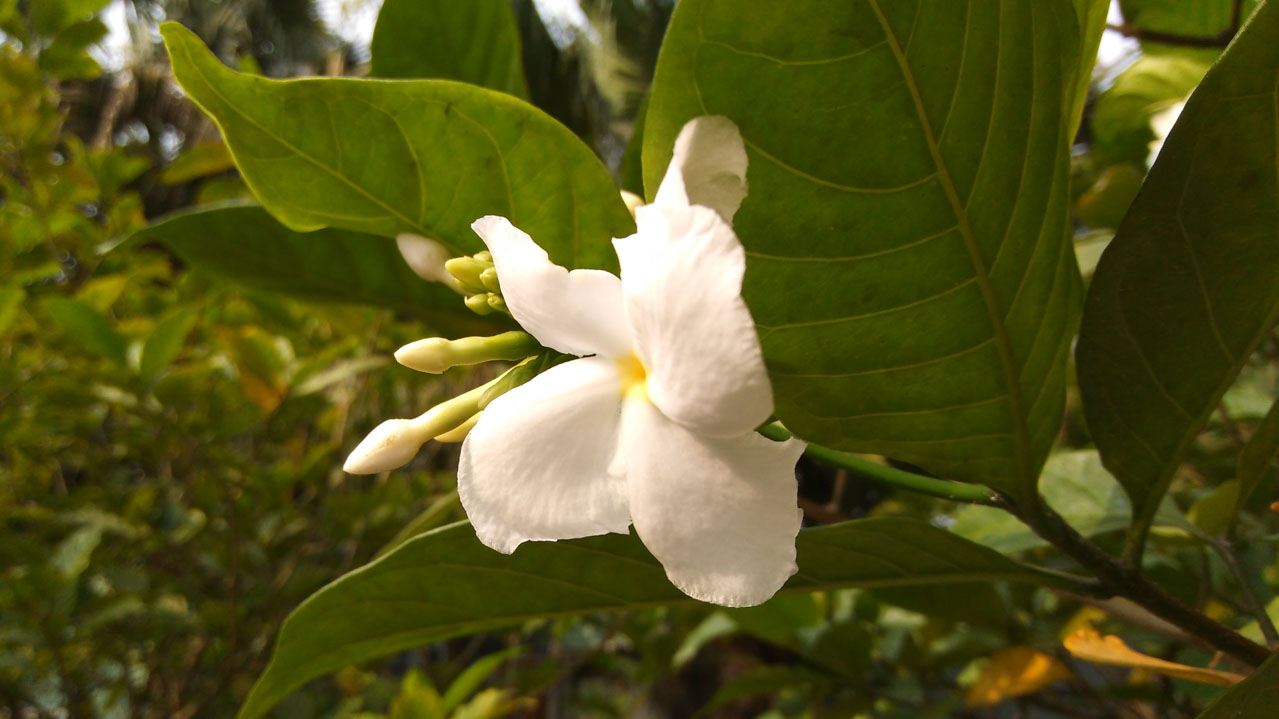 zte-wave-3-camera zte-wave-3-camera