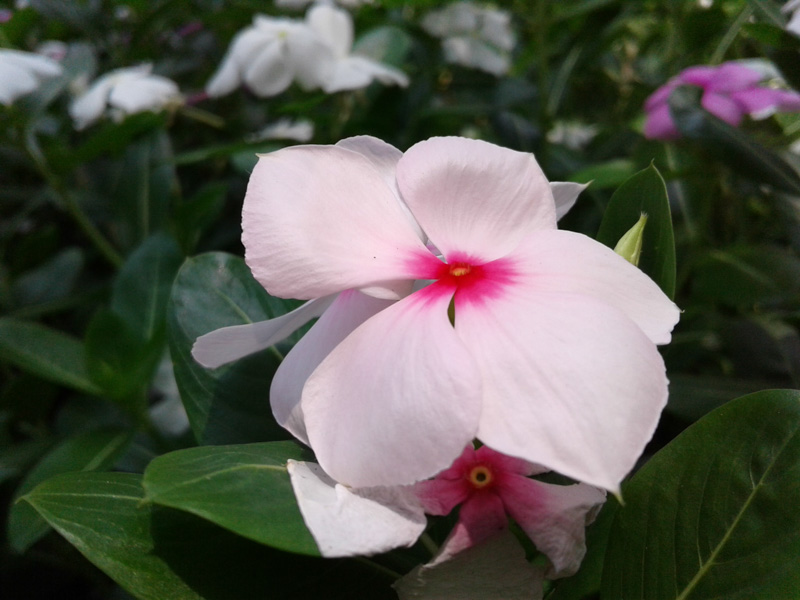 Reviews Samsung Galaxy J1 2016 51 Reviews Samsung Galaxy J1 2016 51