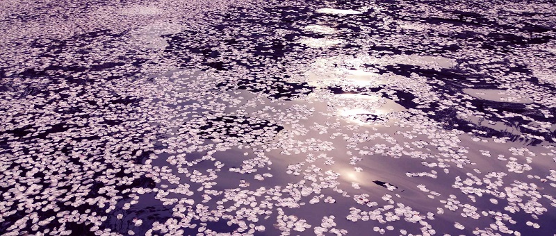 Meizu PRO 6 khoe ảnh chụp camera sắc nét