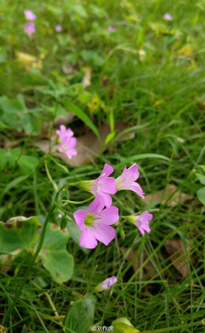 Ảnh chụp từ OnePlus 3 Ảnh chụp từ OnePlus 3