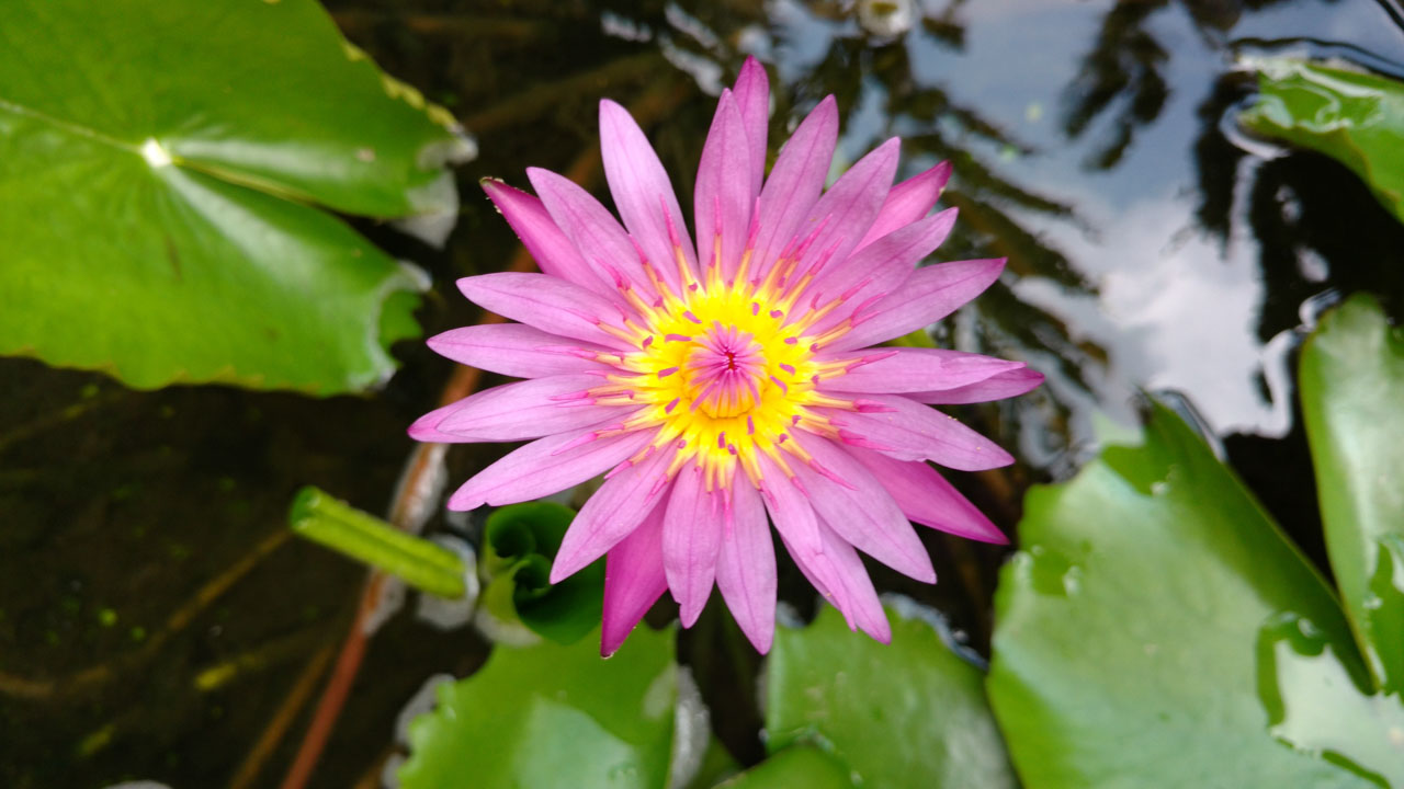 motorola-moto-x-play