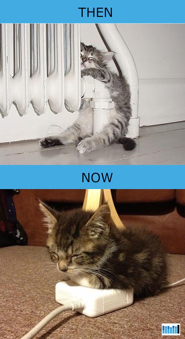 cats-then-now-funny-technology cats-then-now-funny-technology