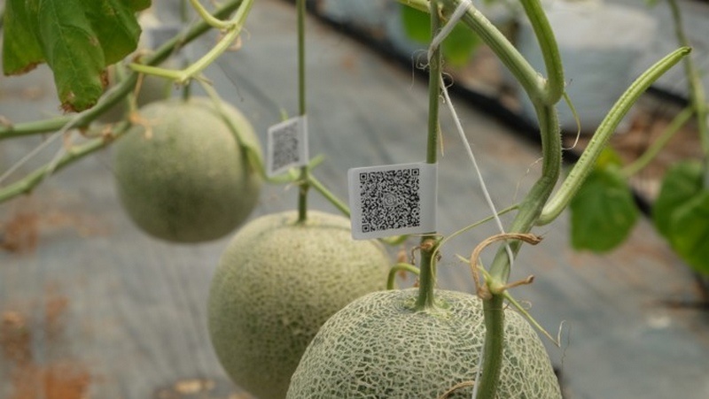 Trồng dưa bằng phần mềm tại TP HCM