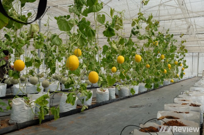 Trồng dưa bằng phần mềm tại TP HCM