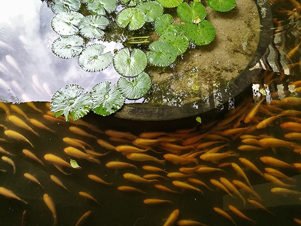 Ảnh chụp từ Huawei P9