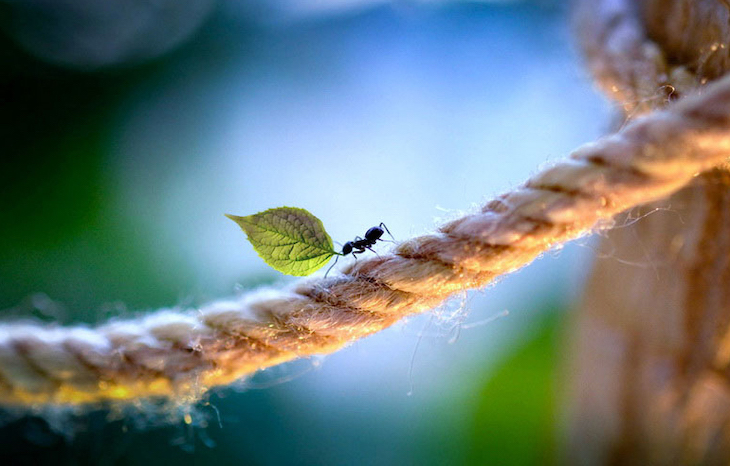 Tìm hiểu chế độ chụp ảnh macro