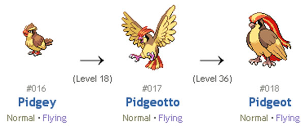 pidgey
