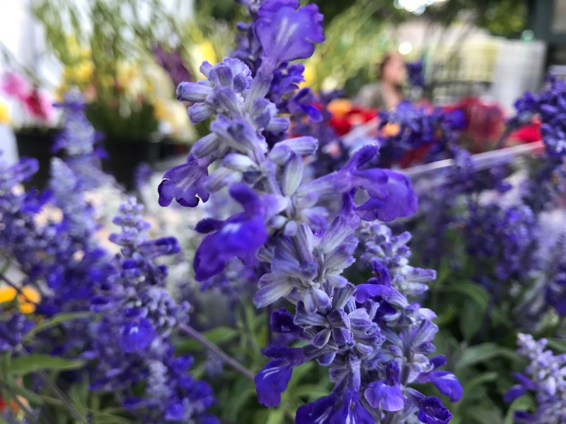 Chụp làm mờ cảnh