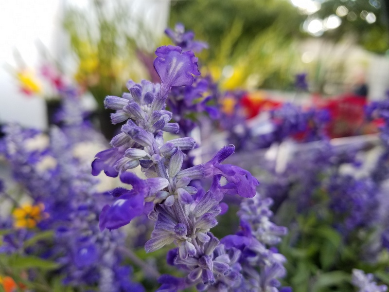 Chụp làm mờ cảnh