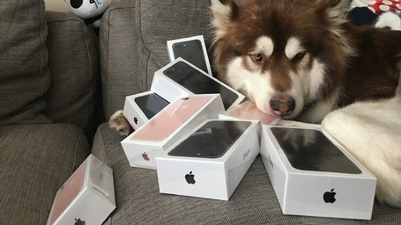 Thiếu gia Trung Quốc mua hẳn 8 chiếc iPhone 7 và iPhone 7 Plus cho chó cưng