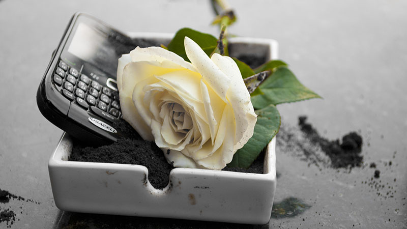 blackberry_dead blackberry_dead