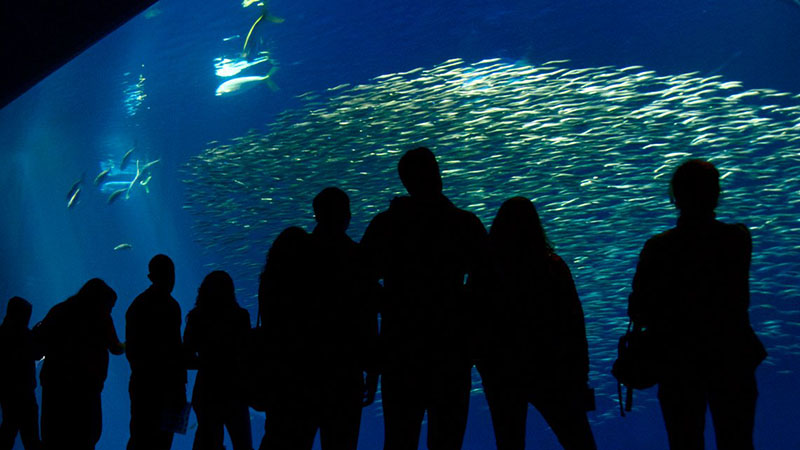 SRI còn là một nơi nghiên cứu các giải pháp số dành cho mọi mặt của đời sống như giáo dục, kinh doanh, sức khỏe và giải trí,...