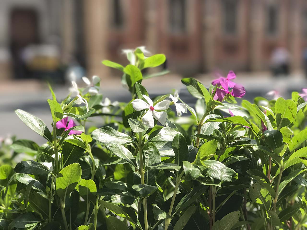 camera iphone 7 plus camera iphone 7 plus