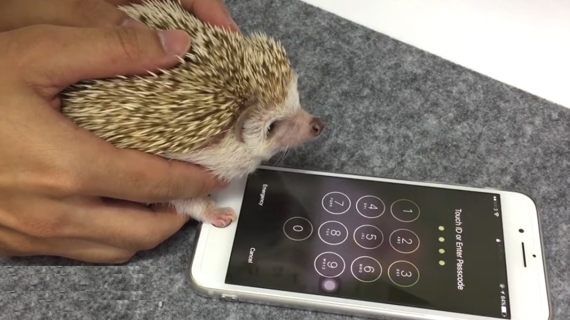Thú vị với video mở khóa iPhone bằng bàn chân nhím Thú vị với video mở khóa iPhone bằng bàn chân nhím