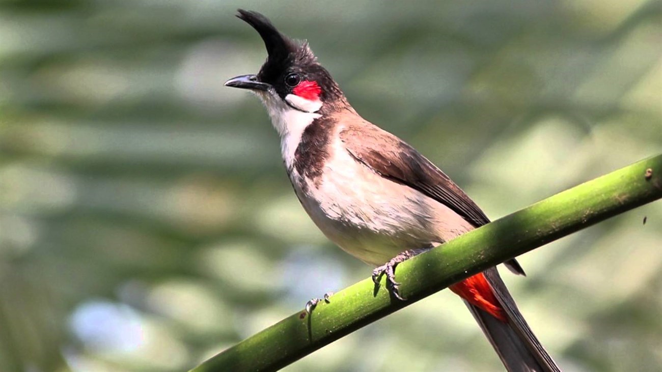 Vừa gọi điện vừa nghe chim hót, thử ngay nào bạn!