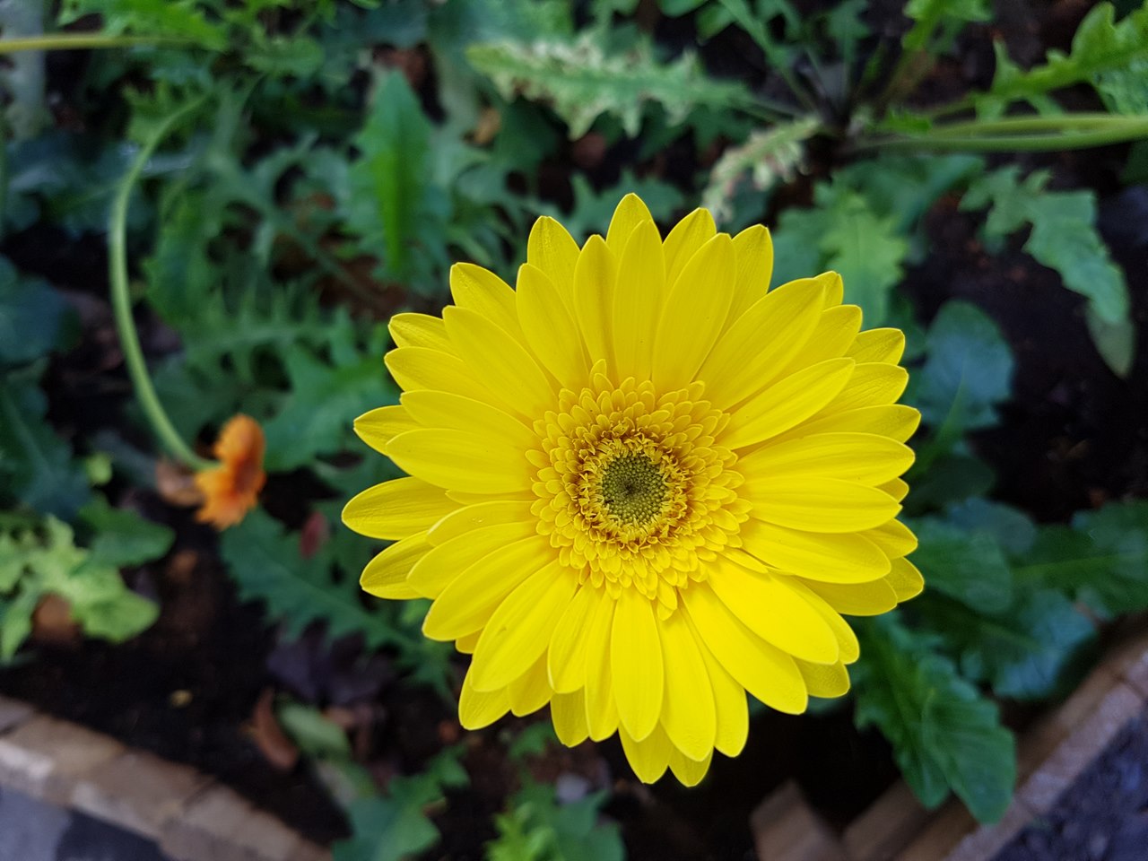 Ý tưởng Galaxy S7 Edge xanh Coral với camera kép