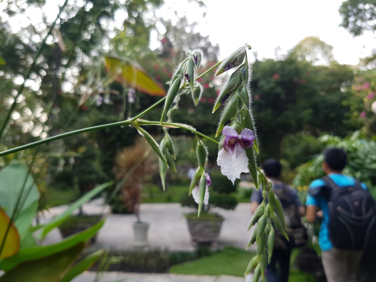 Ý tưởng Galaxy S7 Edge xanh Coral với camera kép