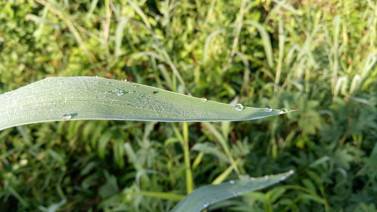 ảnh chụp của OPPO A39