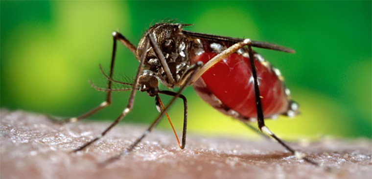 8 cách đuổi và diệt muỗi hiệu quả nhất dể phòng tránh vi rút Zika