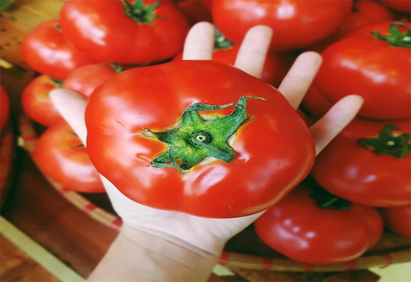 Cách chọn mua cà chua tươi