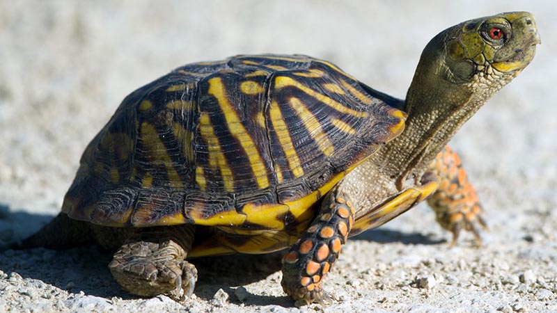 iPhone 2G hỗ trợ EDGE với tốc độ... rùa bò!