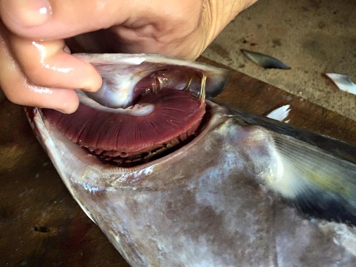 Chăm sóc sức khoẻ: Cách chọn hải sản tươi ngon và nhận biết hải sản bị nhiễm độc​ Cach-lua-chon-va-bao-quan-ca-bien-4_730x547