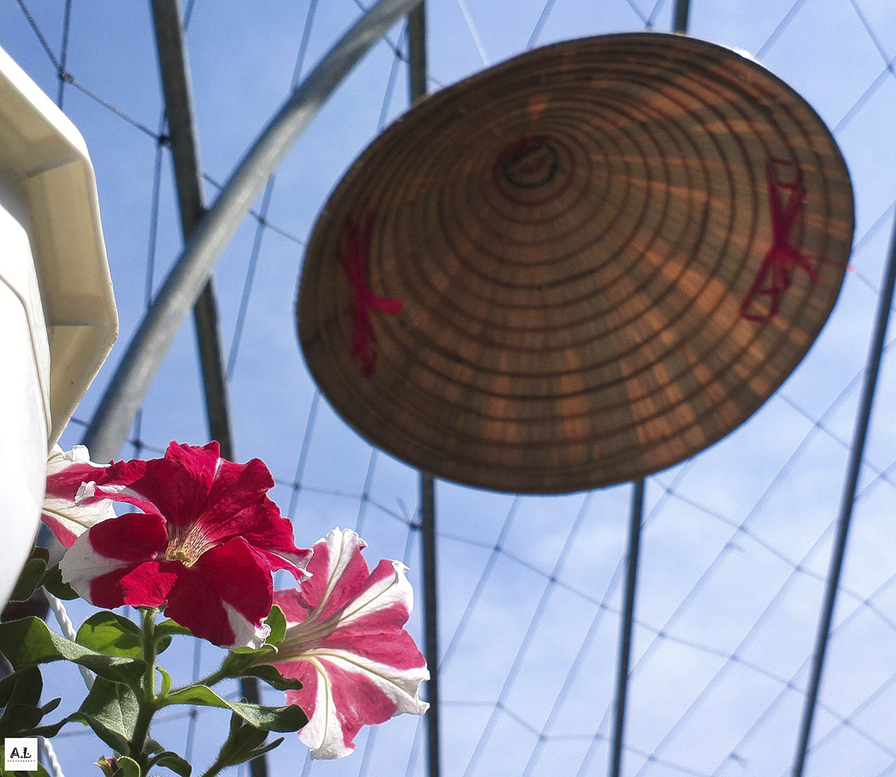 bộ ảnh làng hoa Sa đéc bằng Nokia 808 PureView