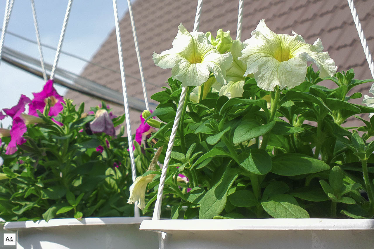 bộ ảnh làng hoa Sa đéc bằng Nokia 808 PureView